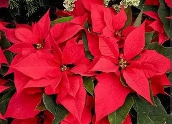 cuc.jpg 2 trồng hoa cây cảnh, hoa độc, hoa xui xẻo