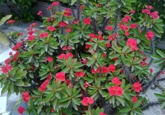 cuc.jpg 3 trồng hoa cây cảnh, hoa độc, hoa xui xẻo