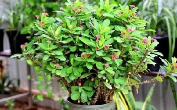 bat-tien.jpeg 0 trồng hoa cây cảnh, hoa độc, hoa xui xẻo