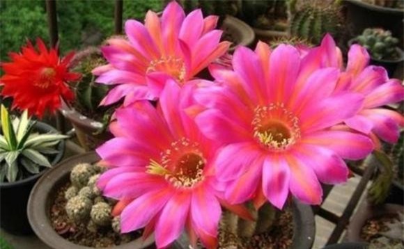 cuc.jpg 4 trồng hoa cây cảnh, hoa độc, hoa xui xẻo