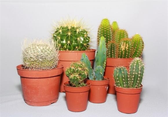 cây không tốt cho trẻ 0 trồng hoa cây cảnh, hoa độc, hoa xui xẻo