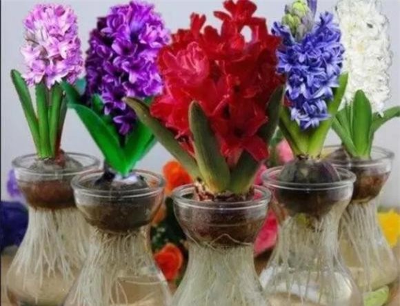 cuc.jpg 5 trồng hoa cây cảnh, hoa độc, hoa xui xẻo