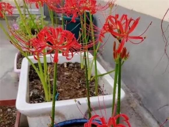 cuc.jpg 7 trồng hoa cây cảnh, hoa độc, hoa xui xẻo