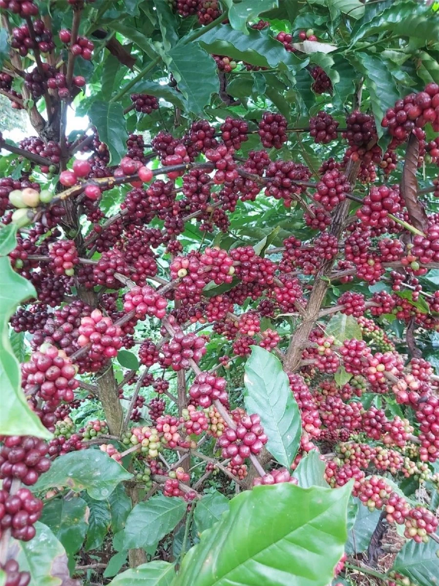 Giá nông sản ngày 15/11/2023: Cà phê quay đầu giảm, hồ tiêu tiếp tục tăng mạnh