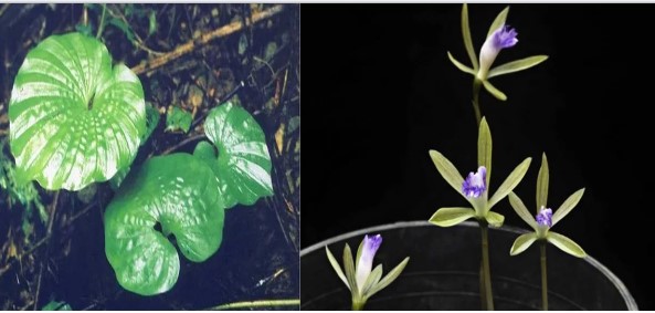 Loài cây cực quý hiếm, khó tìm trên thế giới nhưng lại có tại Việt Nam thuộc loại cần được bảo vệ nghiêm ngặt