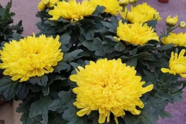 4 loại hoa 'xui xẻo' dù có đẹp đến đâu cũng không nên chưng trong nhà kẻo ảnh hưởng đến sức khỏe