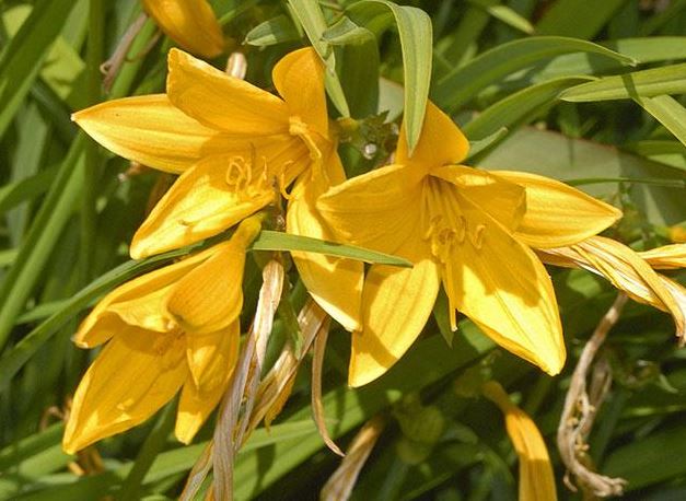 Hoa này không những đẹp mà ăn lại rất ngon, tiếc rằng nhiều người trồng mà không biết, giá bán 100.000 đồng/kg