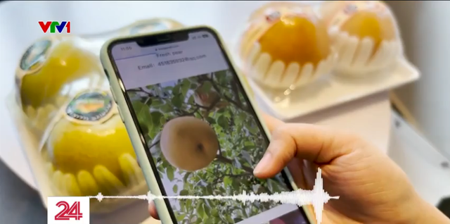 “Hô biến” lê Trung Quốc thành lê Hàn Quốc rao bán ngập chợ mạng