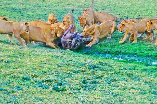 CLIP: Bầy sư tử hạ sát ‘chúa tể vùng đầm lầy’