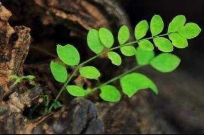 Vị thiền sư già nhắc nhở: Con người khi gặp chuyện xui xẻo phải tránh xa 3 người này kẻo mang họa vào thân