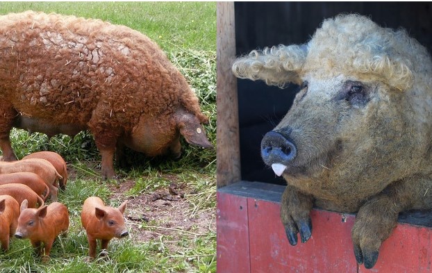 Loài lợn siêu hiếm nhất thế giới: Từng suýt bị tuyệt chủng, thịt mềm ngon ngang bò Kobe Nhật Bản