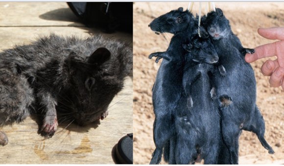 Loài thú cổ tuyệt chủng 11 triệu năm bỗng hồi sinh kỳ diệu ở Việt Nam 12 năm trước, khiến cả thế giới chấn động