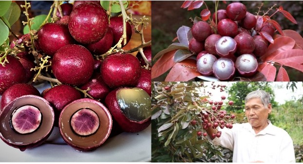 Loại trái cây chỉ Việt Nam mới có, từng gây sốt ở Trung Quốc, nhiều người Việt chưa chắc biết đến
