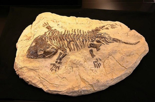 Điều kiện thích hợp nhất để bảo tồn các loại hóa thạch động vật là gì?