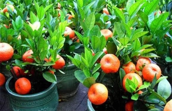 hat-trong-cay (1).jpeg 1 cây cảnh, gieo hạt, cây ăn quả, trồng cây cảnh