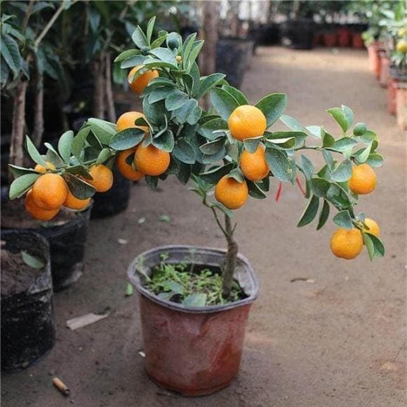 hat-trong-cay (1).jpeg 2 cây cảnh, gieo hạt, cây ăn quả, trồng cây cảnh