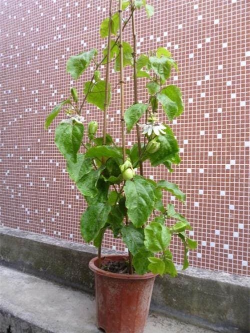 hat-trong-cay (1).jpeg 4 cây cảnh, gieo hạt, cây ăn quả, trồng cây cảnh