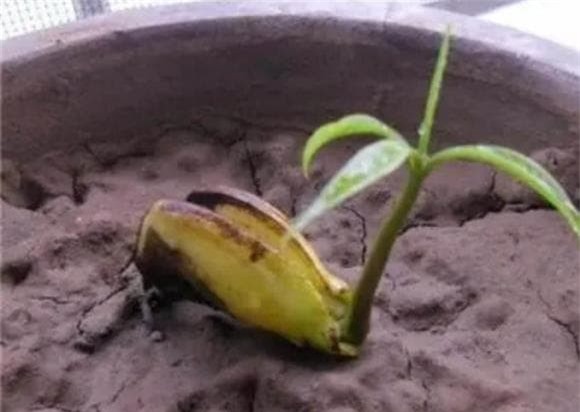 hat-trong-cay (1).jpeg 5 cây cảnh, gieo hạt, cây ăn quả, trồng cây cảnh