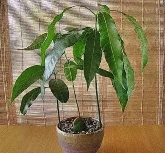 hat-trong-cay (1).jpeg 6 cây cảnh, gieo hạt, cây ăn quả, trồng cây cảnh