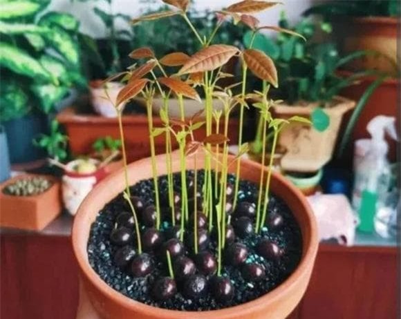 hat-trong-cay (1).jpeg 7 cây cảnh, gieo hạt, cây ăn quả, trồng cây cảnh