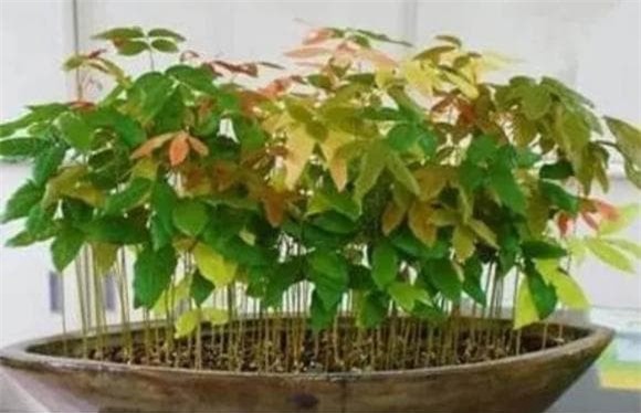 hat-trong-cay (1).jpeg 8 cây cảnh, gieo hạt, cây ăn quả, trồng cây cảnh