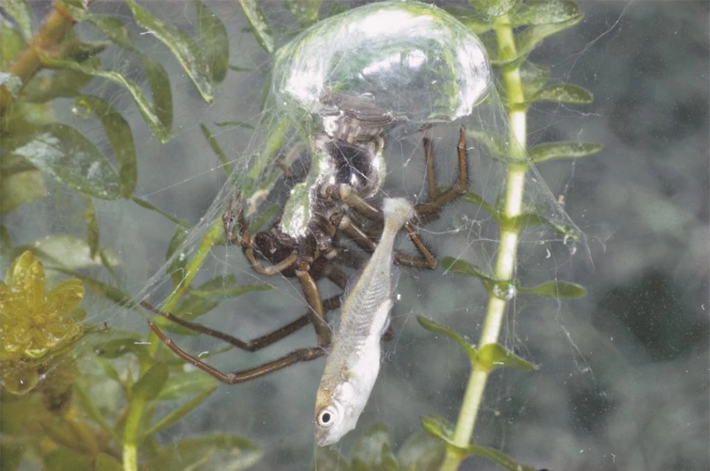 Loài nhện độc lạ nhất Trái Đất: Không ở trên cây mà thích lặn xuống nước, chăng tơ bắt cá ăn - Ảnh 1.