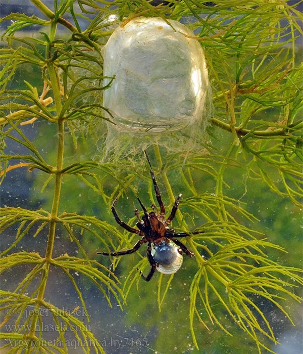 Loài nhện độc lạ nhất Trái Đất: Không ở trên cây mà thích lặn xuống nước, chăng tơ bắt cá ăn - Ảnh 7.