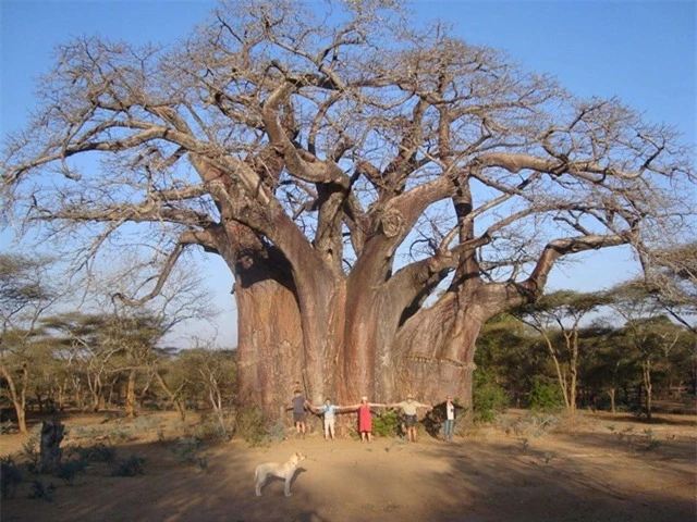 cay-baobab-6