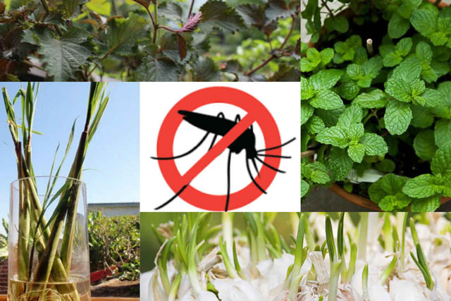 8 loài cây trồng trong nhà vừa đẹp vừa thơm, giúp đuổi muỗi hiệu quả mà không cần hóa chất