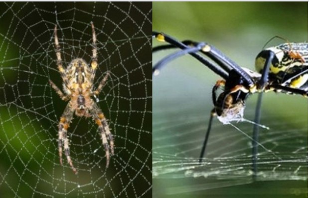Tại sao loài nhện giăng tơ bắt mồi nhưng không bao giờ bị dính vào bẫy của chính mình?