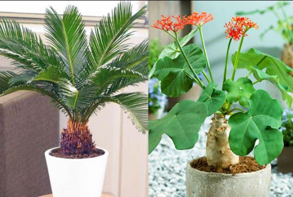 6 loại cây thân to như hút lộc, trồng trong nhà thì của cải dồi dào, giàu có không ngừng