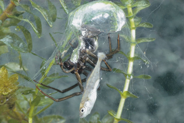 Loài nhện độc lạ nhất Trái Đất: Không ở trên cây mà thích lặn xuống nước, chăng tơ bắt cá ăn