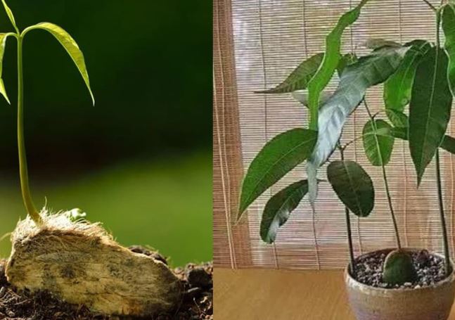 Đừng vứt 4 loại hạt quả này sau khi ăn, dạy bạn vứt chúng vào đất và biến chúng thành một chậu cây cảnh có giá trị kinh tế cao