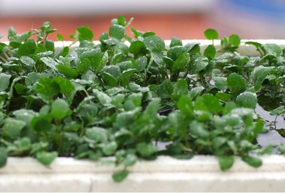 Loại rau có đầy ở Việt Nam được CDC Mỹ đánh giá là 'tốt nhất thế giới', tuy nhiên vẫn cần lưu ý khi ăn