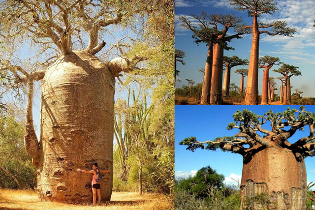 Việt Nam sở hữu loài cây độc nhất thế giới: Chứa lượng nước khủng, nuôi sống cả nhà trong nửa năm