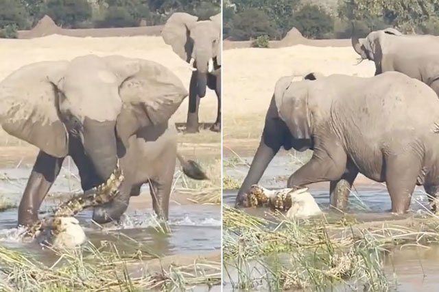 CLIP: Chọn nhầm con mồi khổng lồ, cá sấu bị voi giày xéo tới chết