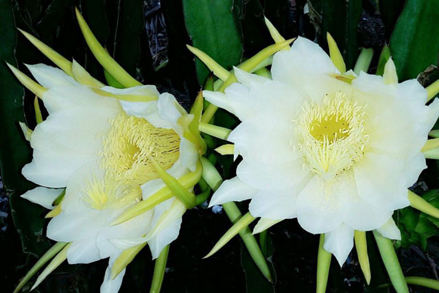 Việt Nam sở hữu loài hoa bá vương: Khách Trung Quốc, Nhật Bản đua nhau tiêu thụ