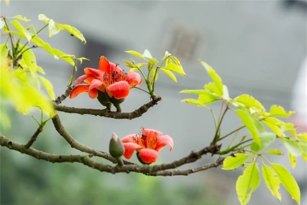 4 loại cây mọc dại dễ kiếm là kháng sinh mạnh lành tính người Việt không biết để dùng - Ảnh 3.