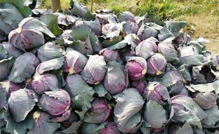 Điểm danh 5 loại rau chứa nhiều trứng ấu trùng, chúng ta vẫn ăn thường xuyên - 2