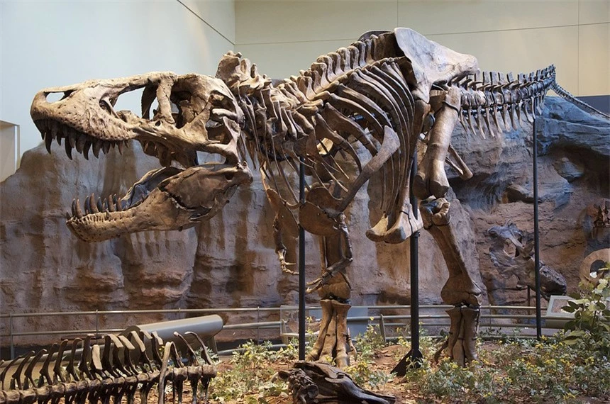 Hai chân trước có kích thước tí hon của Tyrannosaurus rex có tác dụng gì? - Ảnh 1.