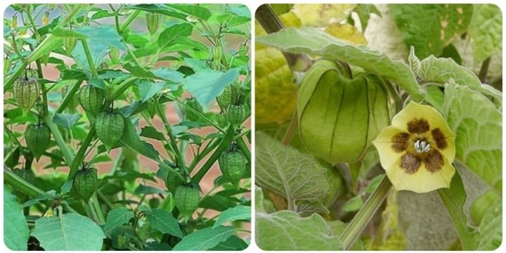 Hoa và quả của cây tầm bóp. (Ảnh cây tầm bóp có sự tham vấn của Lương y đa khoa Bùi Đắc Sáng)