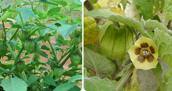 Loại cây dại mọc đầy ở Việt Nam lại là vũ khí chống ung thư và bệnh tiểu đường