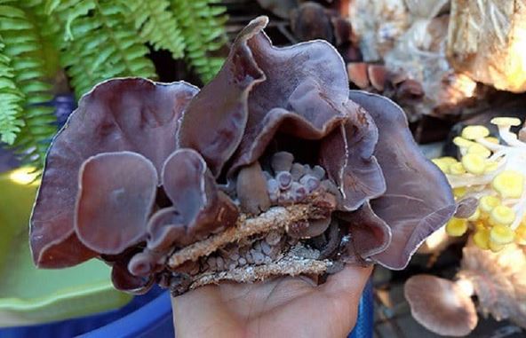 3 loại thực phẩm đào thải độc tố từ tự nhiên