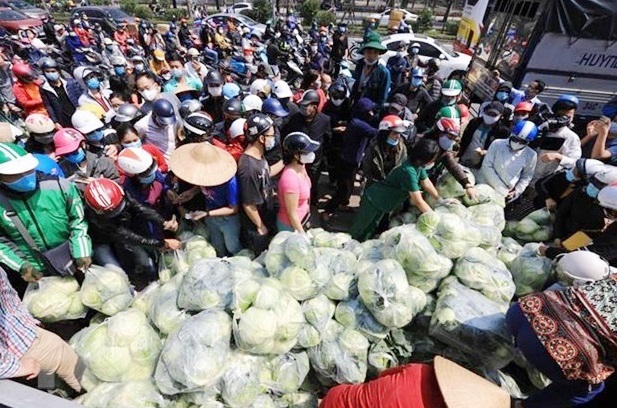 Liên kết tiêu thụ sản phẩm thiếu bền vững vì nạn 'bẻ kèo' hợp đồng khi giá thay đổi