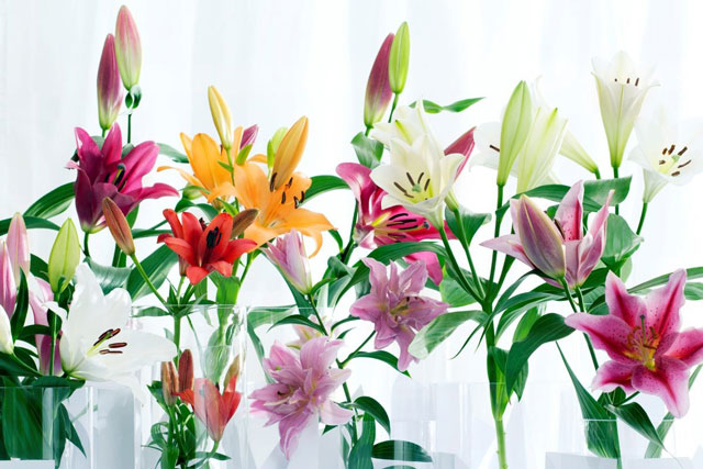 5 loại hoa đặt lên bàn thờ ngày Rằm, mùng 1 tưởng hút lộc: Lộc đâu không thấy, nên tránh