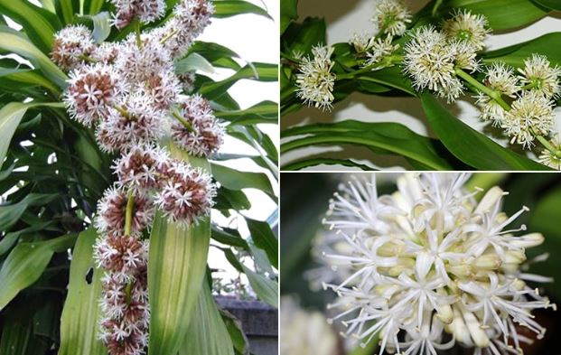 Tuổi này cực hợp với cây Thiết Mộc Lan: Trồng 1 cây trong nhà làm ăn đắc lộc, tiền tiêu thoải mái