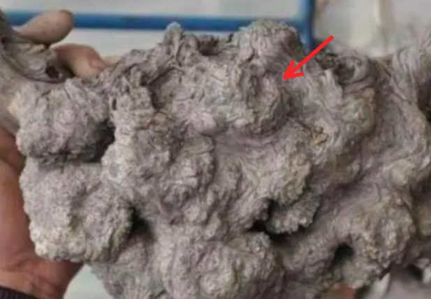 Lão nông nhặt được khúc gỗ sần sùi đầy “mụn cóc”, định đem nhóm bếp thì hàng xóm tái mặt ngăn cản