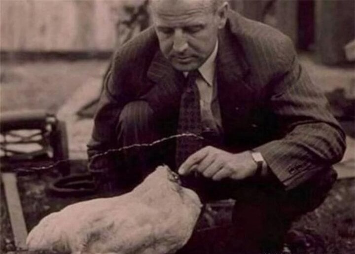 Gà không đầu vẫn sống khỏe mạnh và kiếm về cho chủ rất nhiều tiền. (Nguồn: Net Ease)