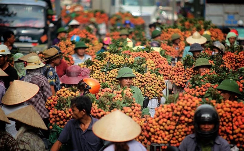 'Ruby đỏ' của Việt Nam ngon đến mức người Trung Quốc cũng phải tấm tắc khen: xuất khẩu mỗi năm hàng trăm nghìn tấn, chất lượng tốt nhất thế giới - Ảnh 2.