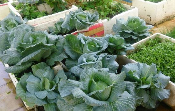 Những loại rau xanh có thể trồng trên sân thượng trong vụ thu đông